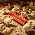 Chicken Feeder Trough Easy-Fill Bowl Multi-Hole Multi-bird Feeding Station for Chicks Ducklings Goslings Quail Ducks Animals